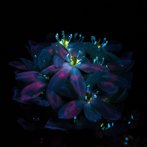 黑兽动漫完整版全集观看在线观看
